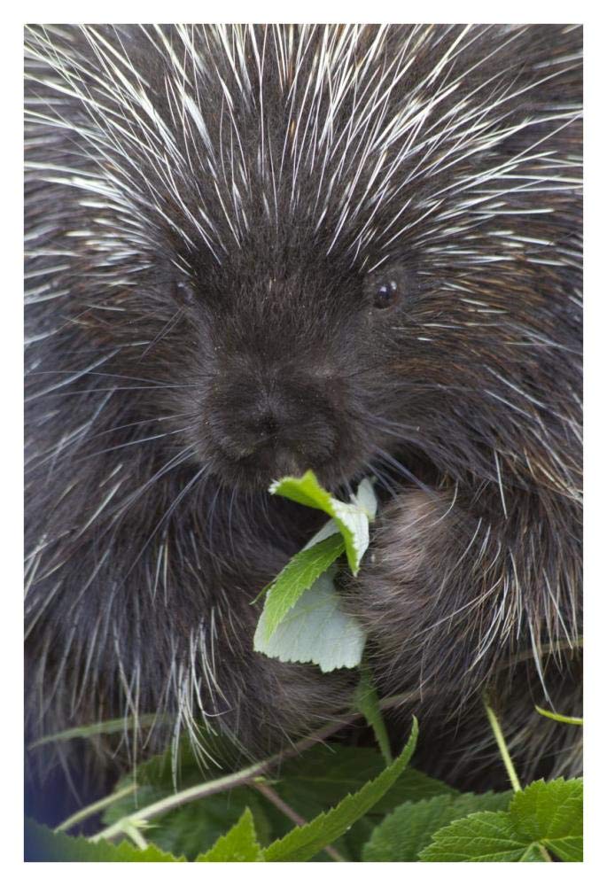 Common Porcupine feeding on leaves, Haines, Alaska-Paper Art-26x38”