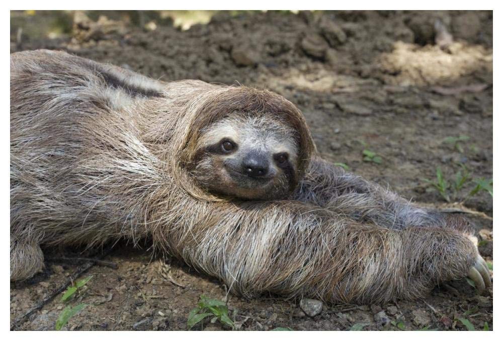 Brown-throated Three-toed Sloth male walking on forest floor, Aviarios Sloth Sanctuary, Costa Rica-Paper Art-50x34”
