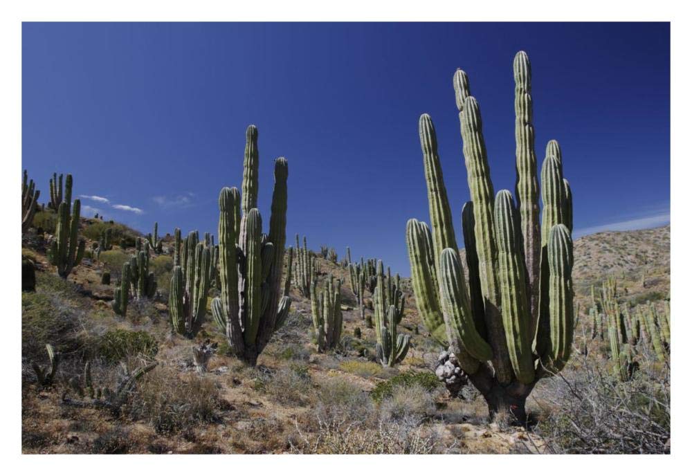 Cardon cacti in desert landscape, Santa Catalina Island, Mexico-Paper Art-32x22”