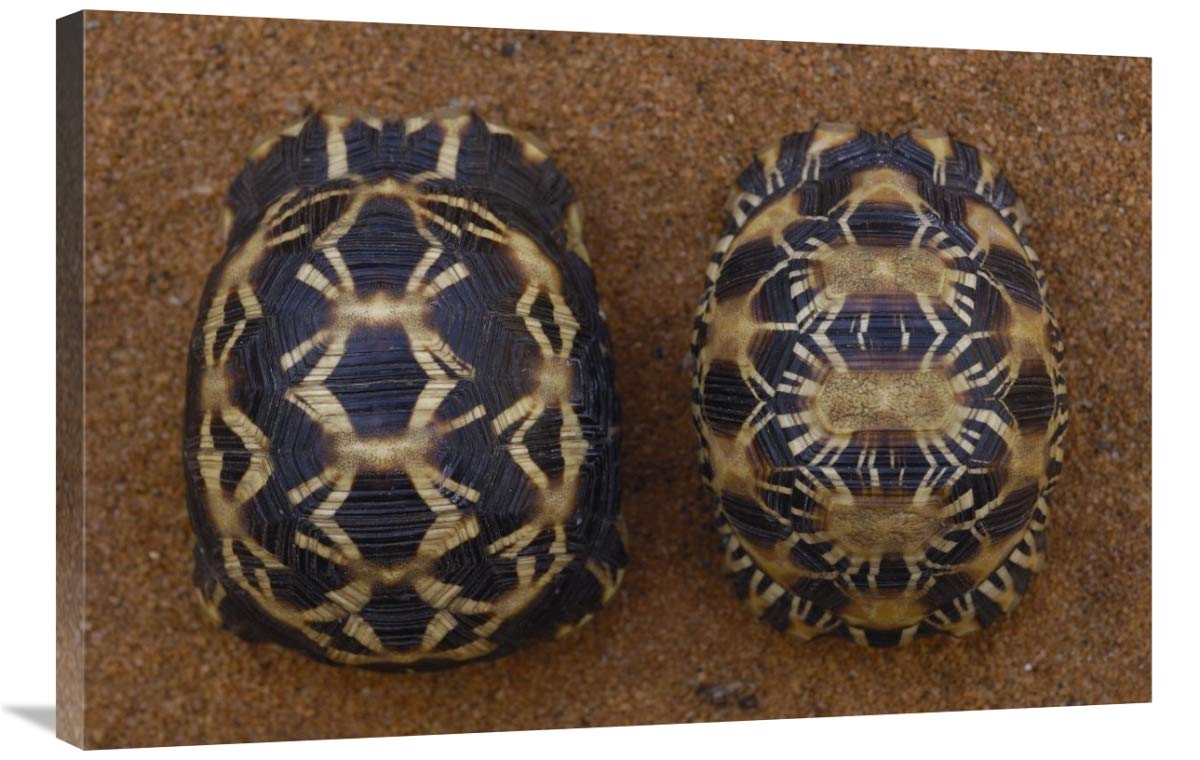 Spider Tortoise (left) and Radiated Tortoise (right), , Madagascar-Canvas Art-36x24”