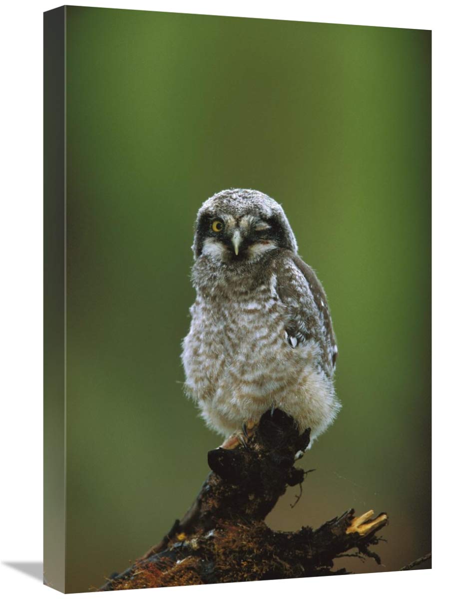 Northern Hawk Owl chick portrait, Saskatchewan, Canada-Canvas Art-16x24”