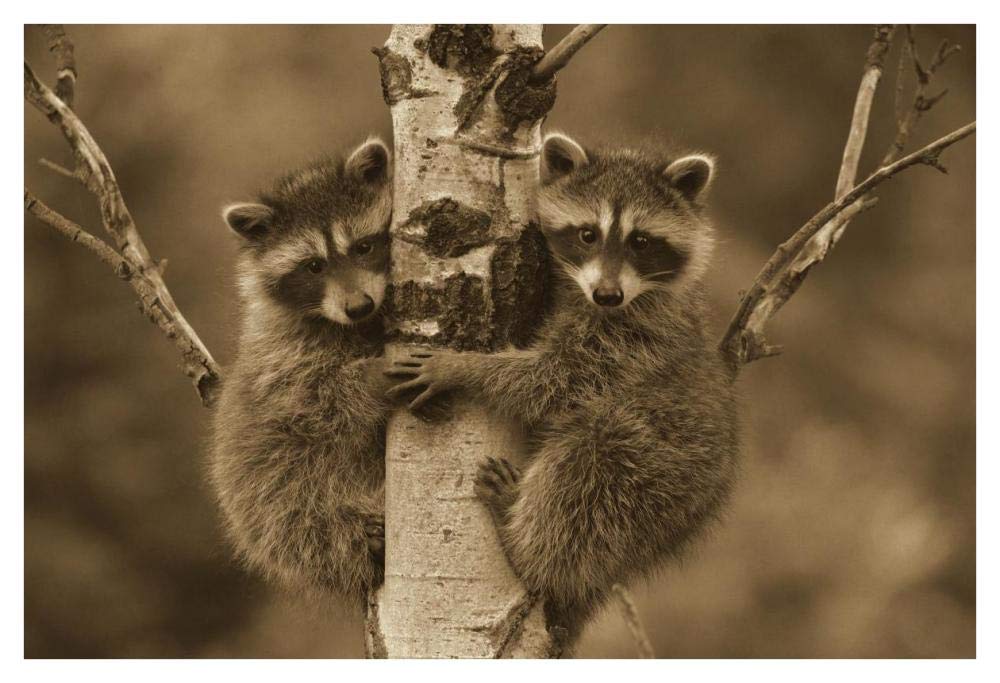 Raccoon two babies climbing tree, North America - Sepia-Paper Art-42x32”
