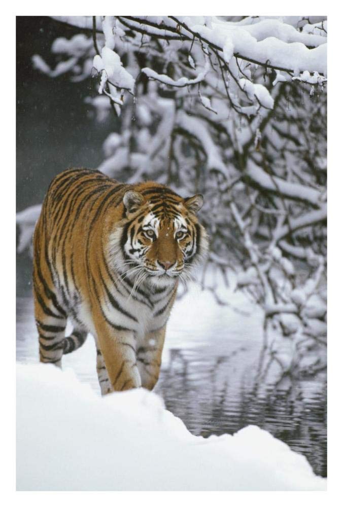 Siberian Tiger walking in snow, Siberian Tiger Park, Harbin, China-Paper Art-22x32”