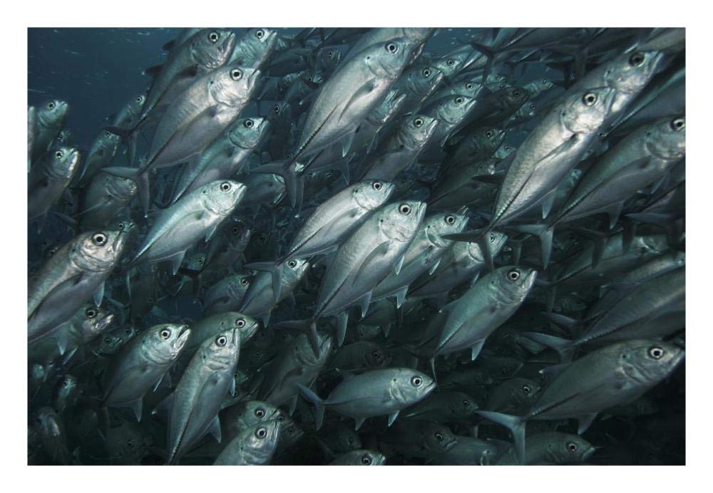 Bigeye Trevally school swimming off Sipadan Island, Celebes Sea, Borneo-Paper Art-26x18”