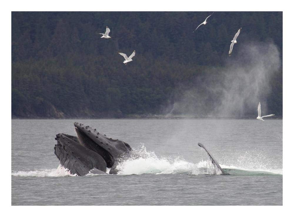 Humpback Whale bubble net feeding near Juneau, Alaska-Paper Art-26x20”