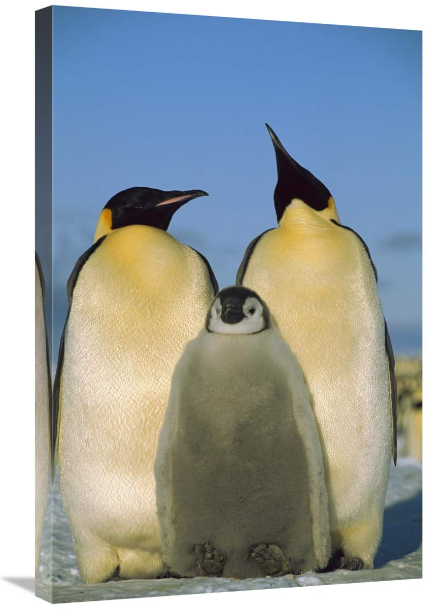 Emperor Penguin pair with chick, Weddell Sea, Antarctica-Canvas Art-20x30”