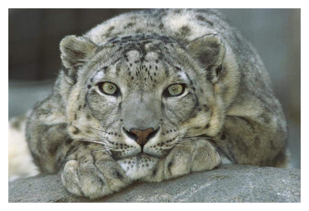 Snow Leopard portrait native to mountainous regions of central Asia-Paper Art-38x26”