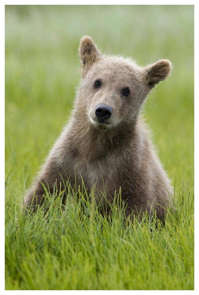 Grizzly Bear yearling cub among sedges, Katmai National Park, Alaska-Paper Art-42x62”