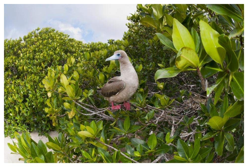 Red-footed Booby perching beside nest in mangroves, Galapagos Islands, Ecuador-Paper Art-62x42”