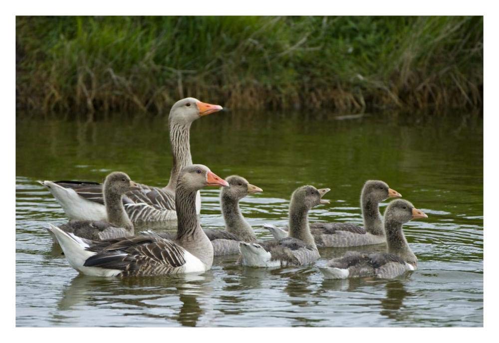 Greylag Goose couple swimming with juveniles, Texel, Netherlands-Paper Art-32x22”