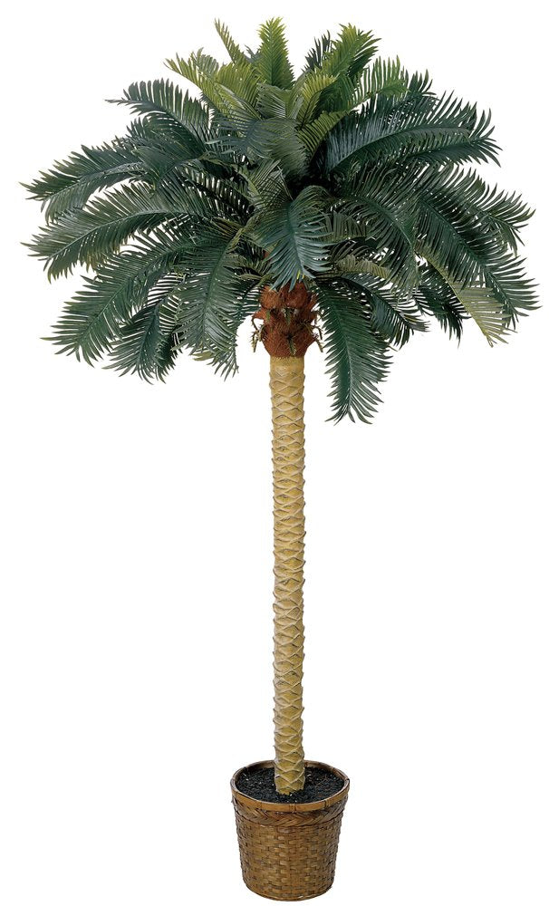 6 Sago Palm Silk Tree