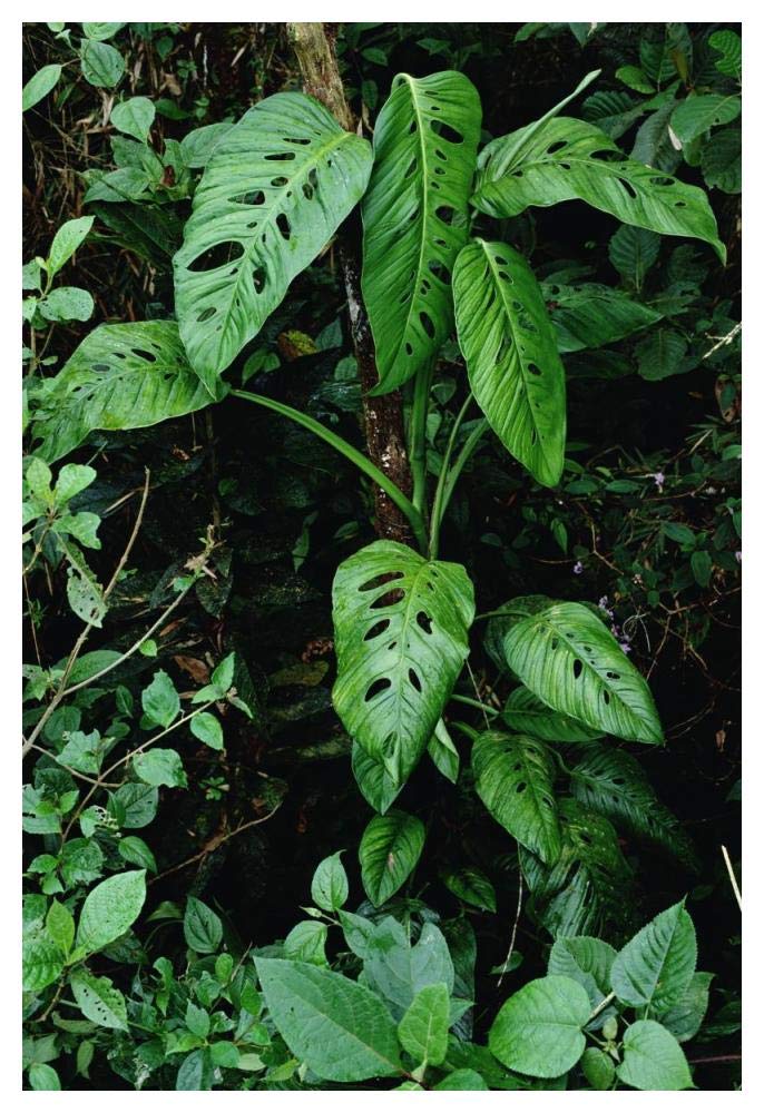 Monstera vine growing at base of tree in rainforest, Panama-Paper Art-34x50”