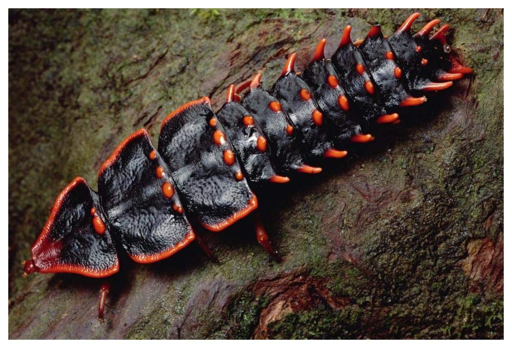 Net-winged Beetle , Borneo-Paper Art-62x42”