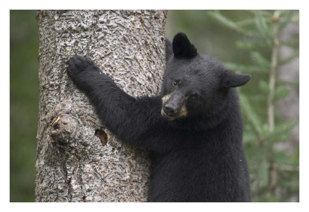 Black Bear cub in tree safe from danger, Orr, Minnesota-Paper Art-32x22”