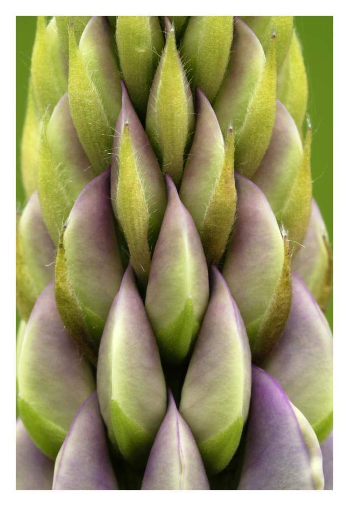 Garden Lupin detail, Netherlands-Paper Art-22x32”