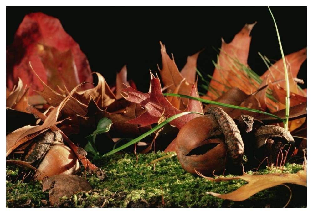 Northern Red Oak tree with acorns, Massachusetts-Paper Art-50x34”