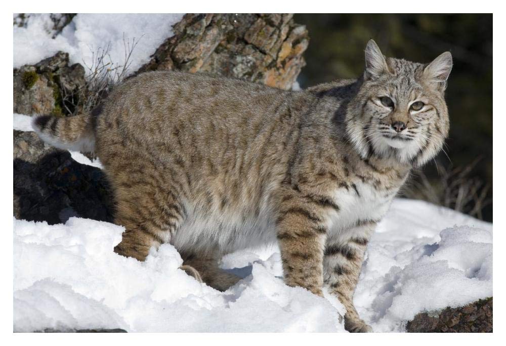 Bobcat in the snow, Kalispell, Montana-Paper Art-20x14”