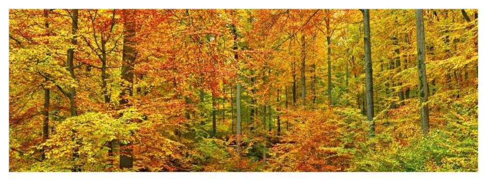 Beech forest in autumn, Kassel, Germany-Paper Art-56x20”