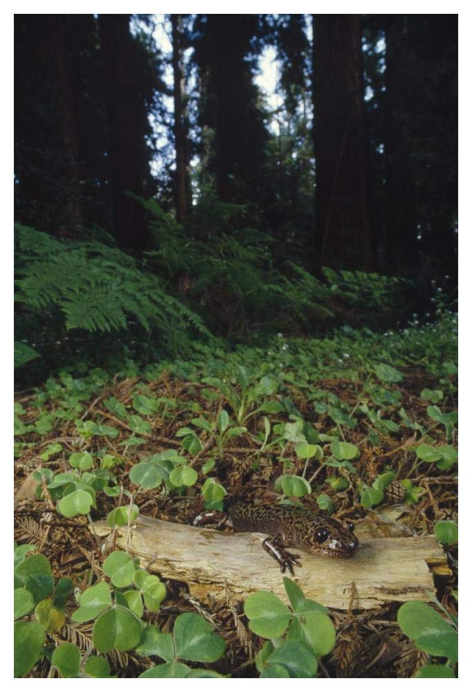 Pacific Giant Salamander on Coast Redwood forest floor, California-Paper Art-34x50”