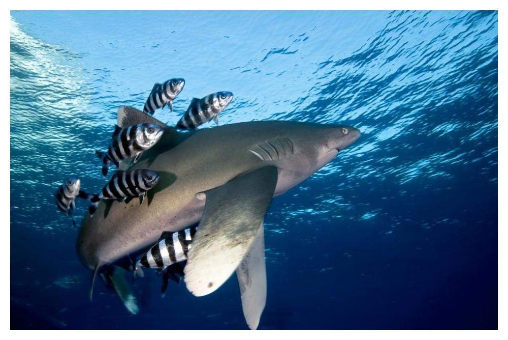 Oceanic White-tip Shark close to the surface-Paper Art-50x34”