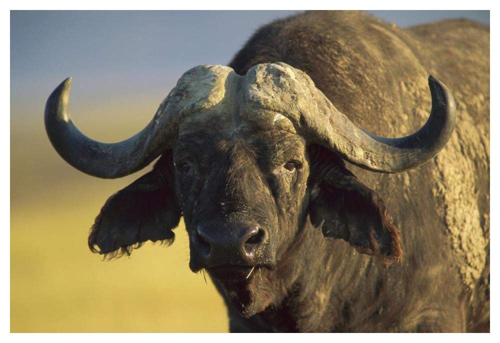Cape Buffalo portrait, Kenya-Paper Art-50x34”