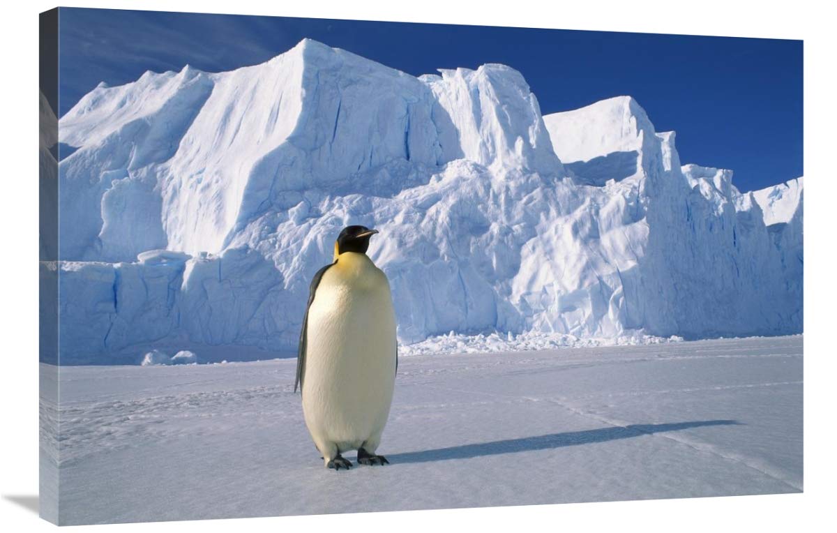 Emperor Penguin , Auster EP Rookery, Antarctica-Canvas Art-36x24”