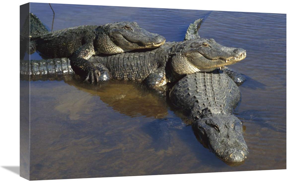 American Alligator three adults, laying in shallow water, Florida-Canvas Art-24x16”
