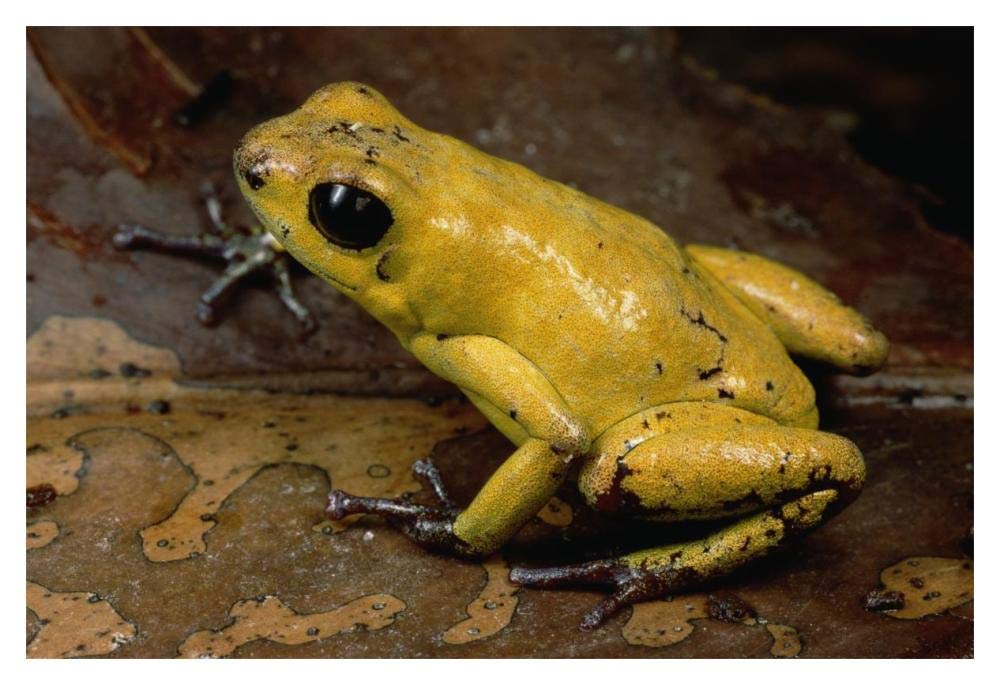 Black-legged Poison Dart Frog, Colombia-Paper Art-20x14”