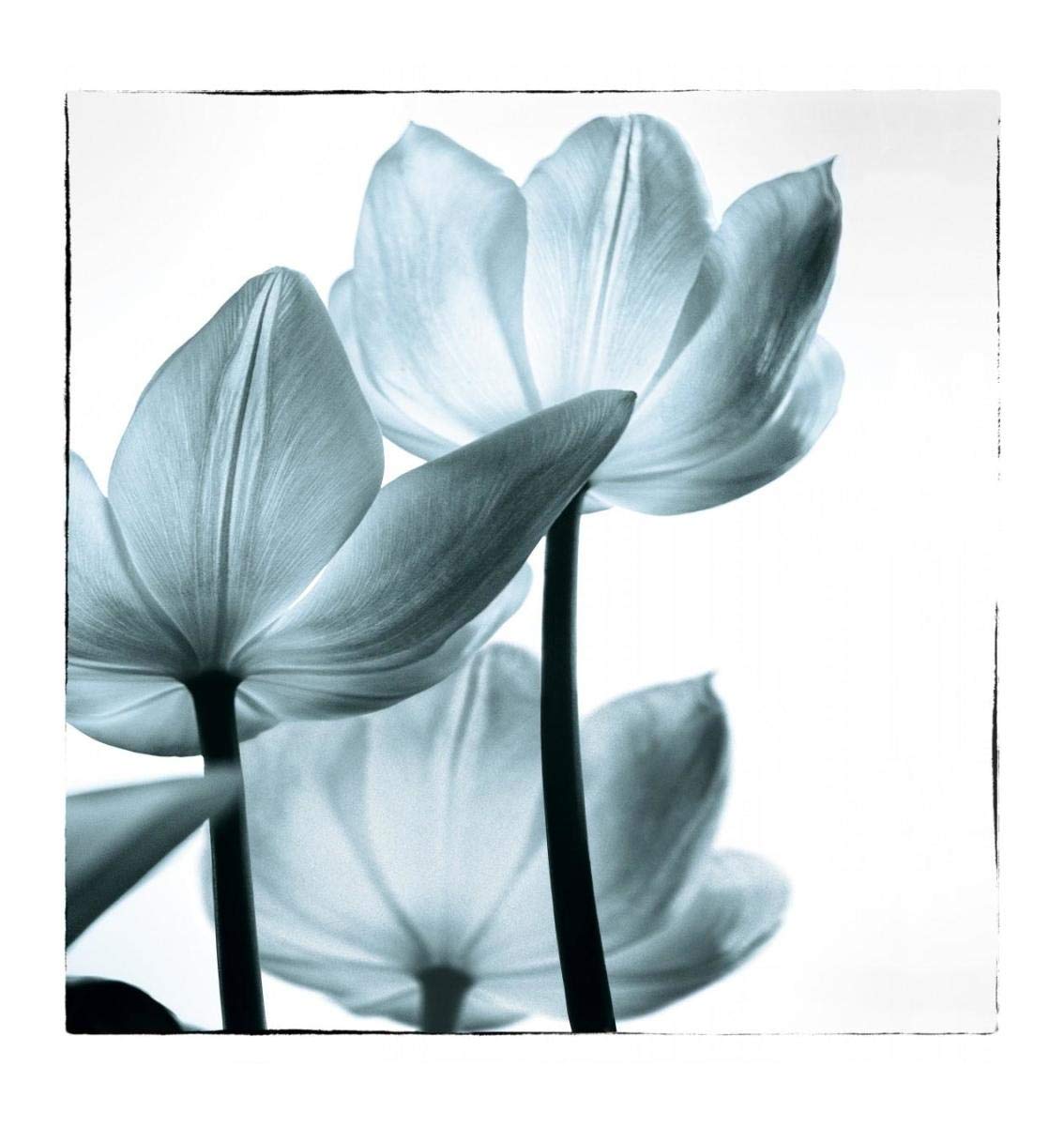 Translucent Tulips III Sq Aqua -Paper Art-17.04x18”