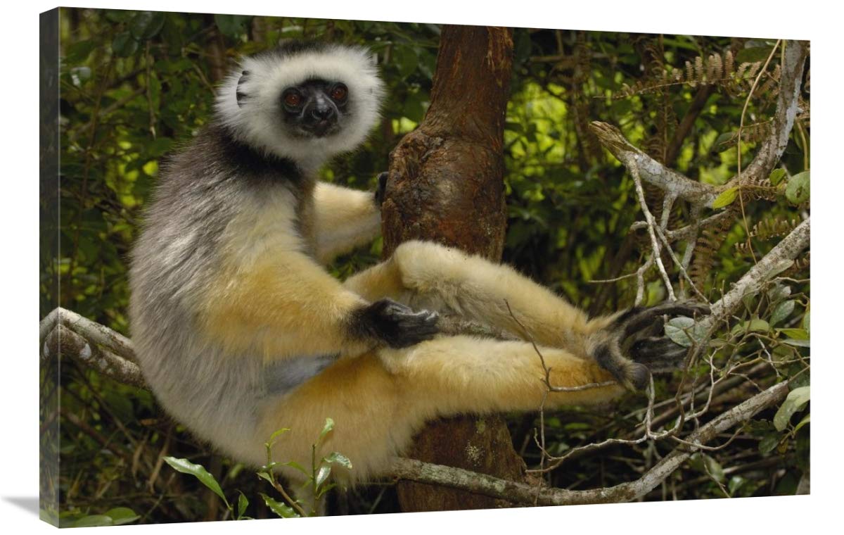 Diademed Sifaka , Mantadia National Park, Madagascar-Canvas Art-36x24”
