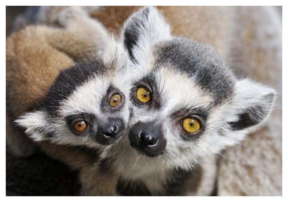 Ring-tailed Lemur, portrait of adult with young.-Paper Art-50x34”