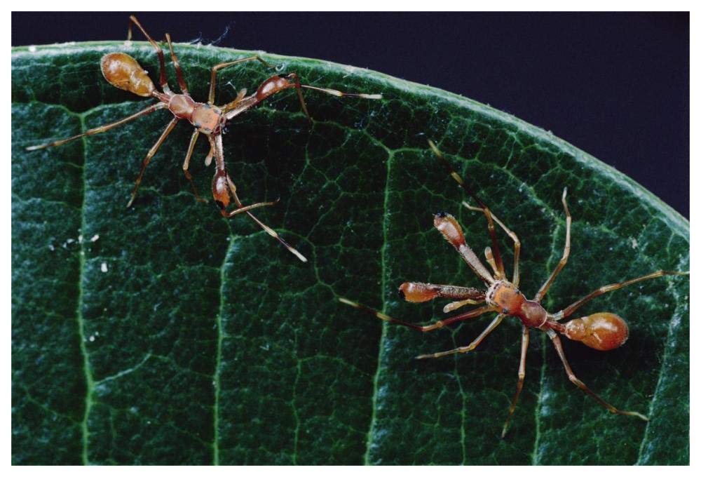 Kerengga Ant-like Jumper males fighting, Sri Lanka-Paper Art-62x42”
