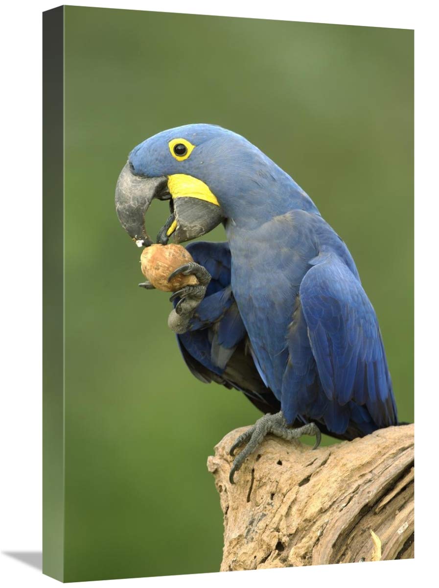 Hyacinth Macaw in Cerrado habitat eating Piassava Palm nuts, Brazil-Canvas Art-16x24”