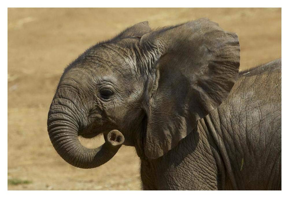African Elephant calf portrait, native to Africa-Paper Art-20x14”