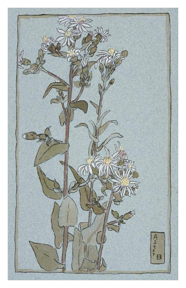Aster on Green Ground-Paper Art-25x38”