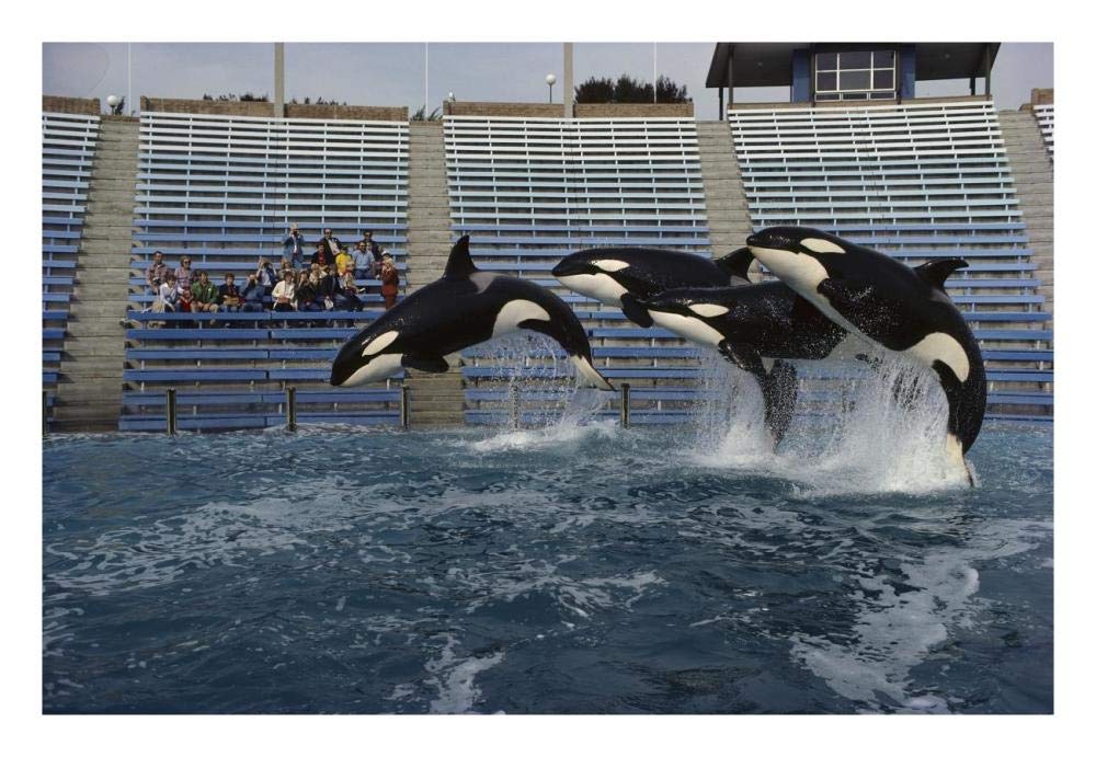 Orca trio jumping, Sea World, San Diego, California-Paper Art-26x18”