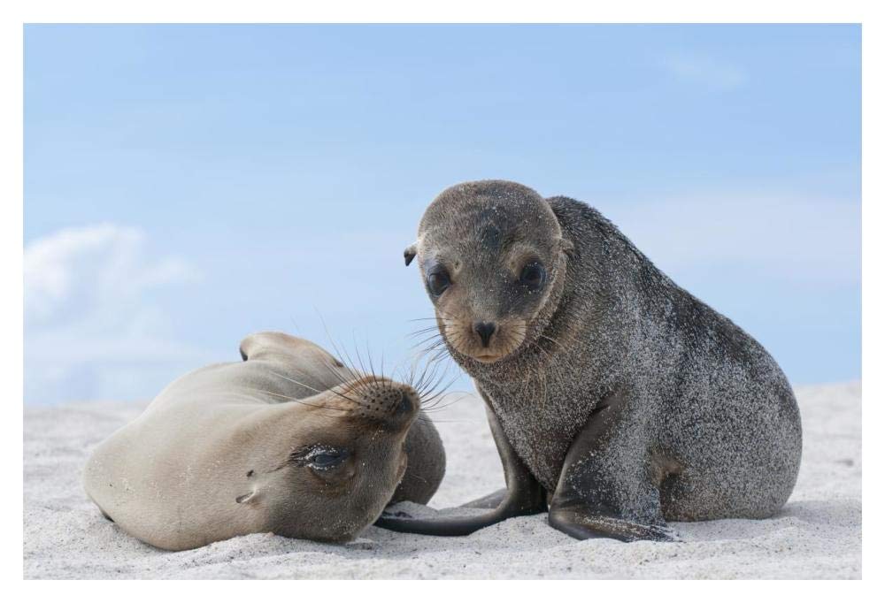 Galapagos Sea Lion female and pup, Galapagos Islands, Ecuador-Paper Art-20x14”