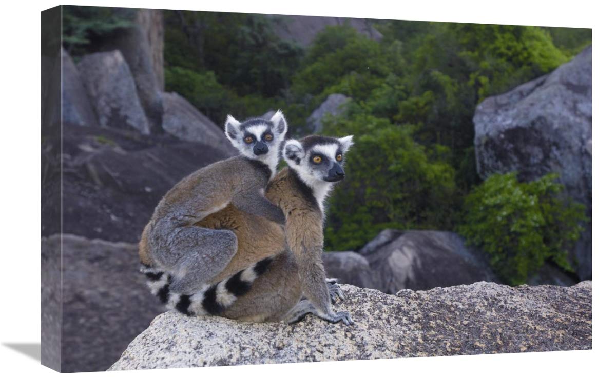 Ring-tailed Lemur and young,  near Andringitra Mountains, Madagascar-Canvas Art-24x16”