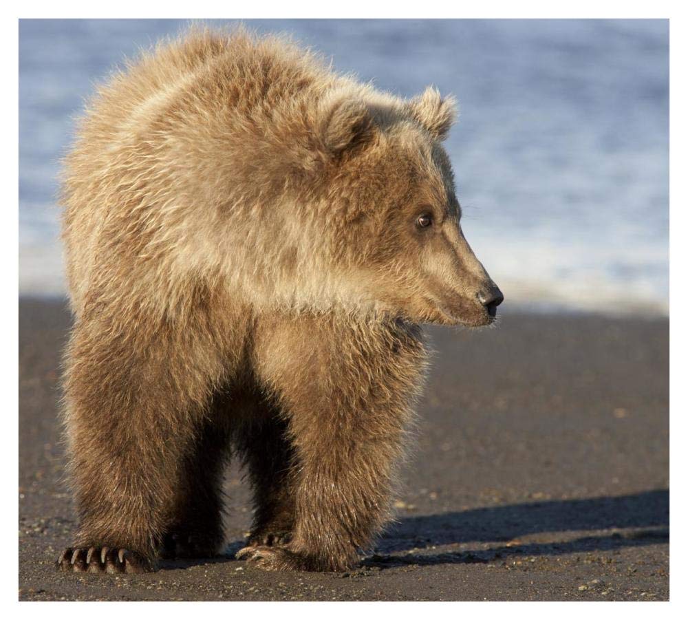 Grizzly Bear yearling, Katmai National Park, Alaska-Paper Art-38x34.4”