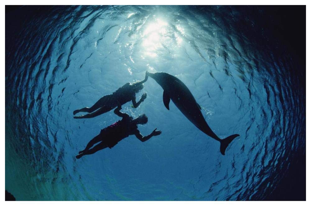 Bottlenose Dolphin silhouetted with two swimmers, Hawaii-Paper Art-62x42”