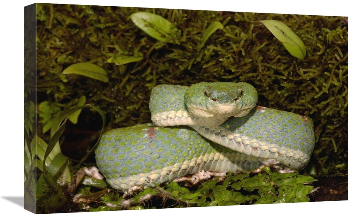 Eyelash Viper coiled on bromeliad, venomous, Esmeraldas, Ecuador-Canvas Art-24x16”