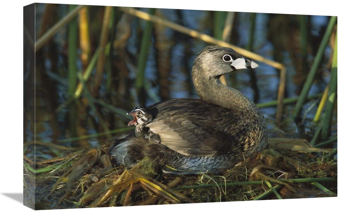 Pied-billed Grebe with a chick on its back, Rio Grande Valley, Texas-Canvas Art-24x16”