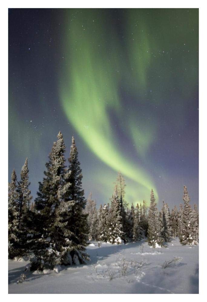 Northern lights over boreal forest, North America-Paper Art-26x38”