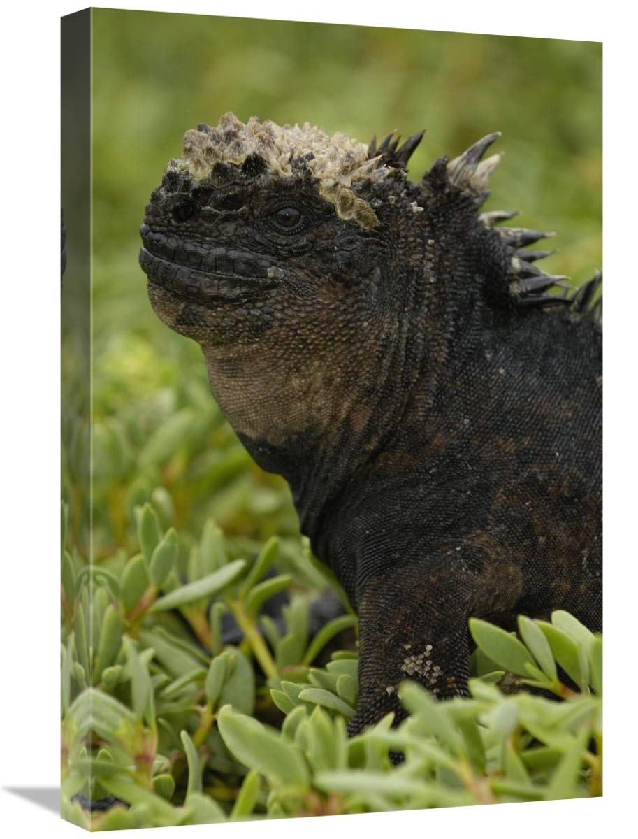 Marine Iguana, Santa Cruz Island, Galapagos Islands, Ecuador-Canvas Art-16x24”
