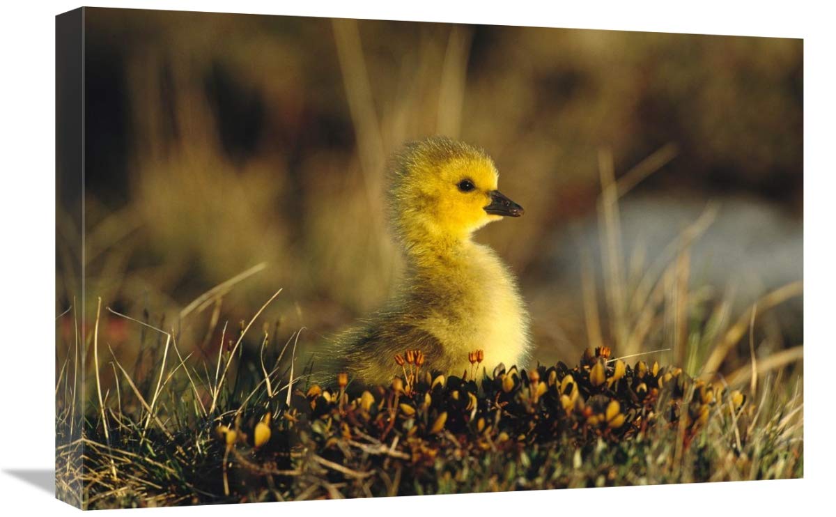 Canada Goose gosling, Churchill, Manitoba, Canada-Canvas Art-24x16”