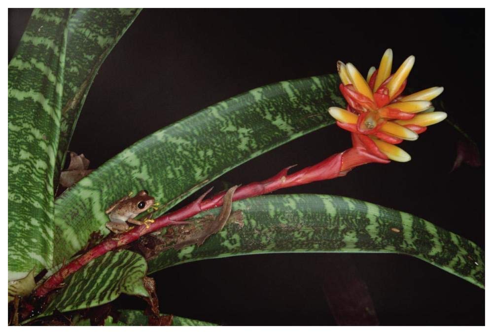 Frog on Guzmania Bromeliad western lowlands, Colombia-Paper Art-62x42”