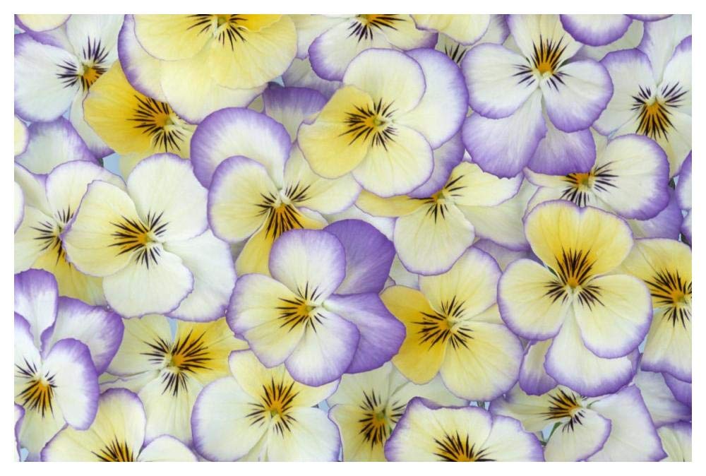 Violet flowers in white, yellow and purple, Europe and North America-Paper Art-50x34”