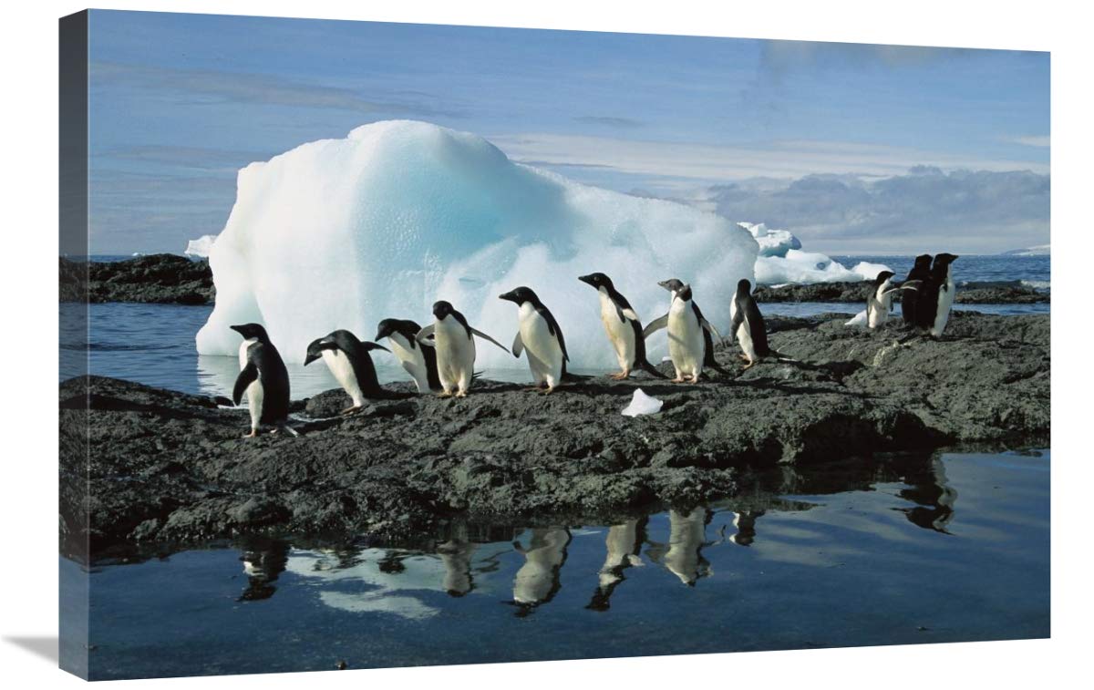 Adelie Penguins coming ashore to rookery, Brown Bluff, Antarctica-Canvas Art-30x20”