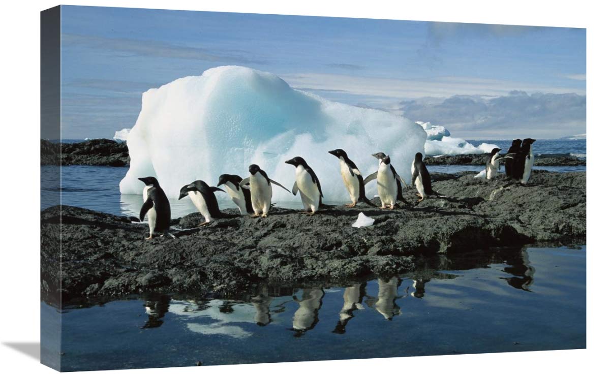 Adelie Penguins coming ashore to rookery, Brown Bluff, Antarctica-Canvas Art-24x16”