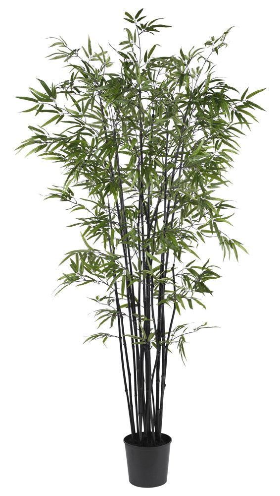 6.5 Black Bamboo Silk Tree